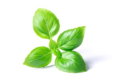 Beyaz arka plan closeup izole fesleğen bitki yaprakları