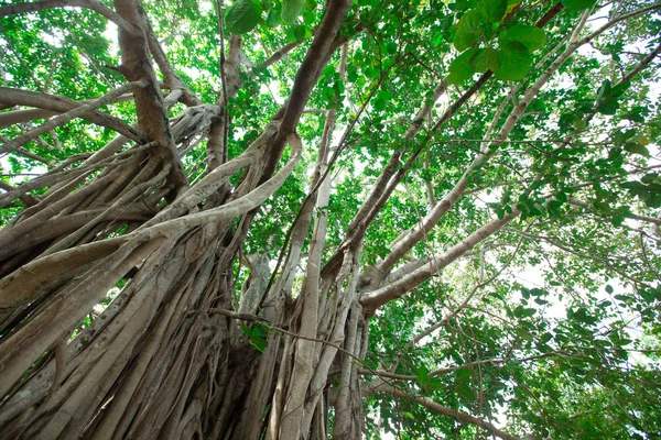 Árvore Verde Com Ramos Folhas — Fotografia de Stock