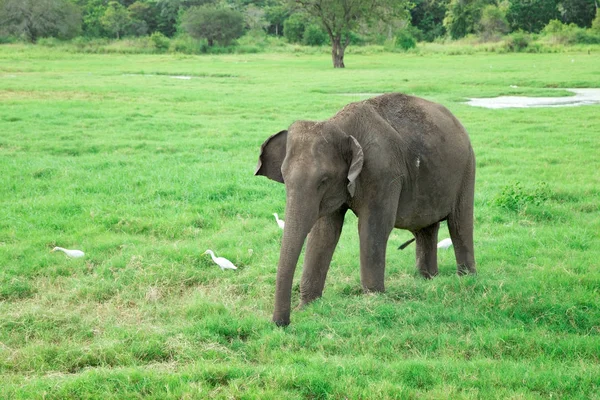 Een Jonge Olifant Rechts Naast Een Volwassen — Stockfoto