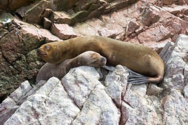 Kürk mühür kayada aittir