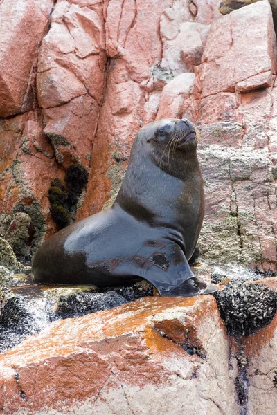 Fur Seal Rests Rock — Stock Photo, Image