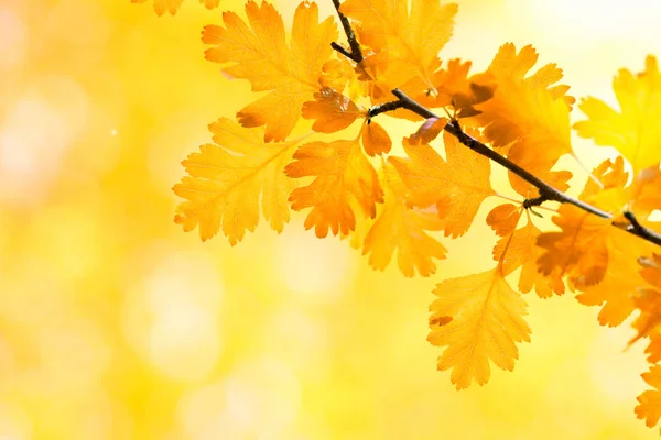 Gevallen Bladeren Herfst Bos — Stockfoto