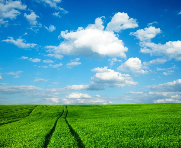 Grüne Wiese Und Blauer Himmel — Stockfoto