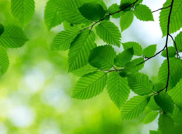 Природний Зелений Фон Вибірковим Фокусом — стокове фото
