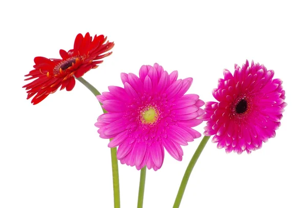 Ζέρμπερες Λουλούδι Closeup Άσπρο Φόντο — Φωτογραφία Αρχείου