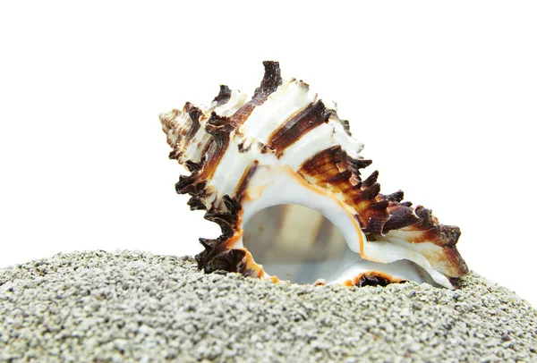 Морская Звезда Раковины Пляже — стоковое фото