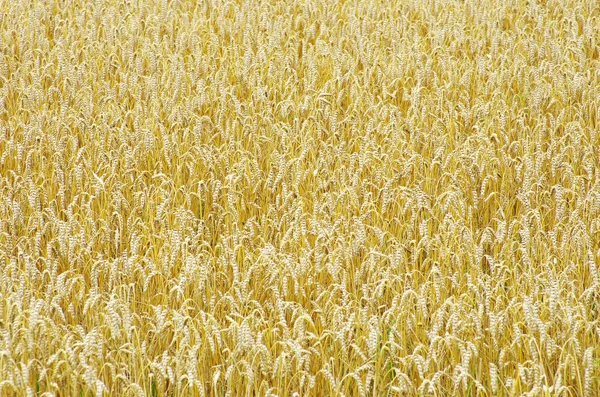 Campo Trigo Orejas Trigo Dorado Cerca — Foto de Stock