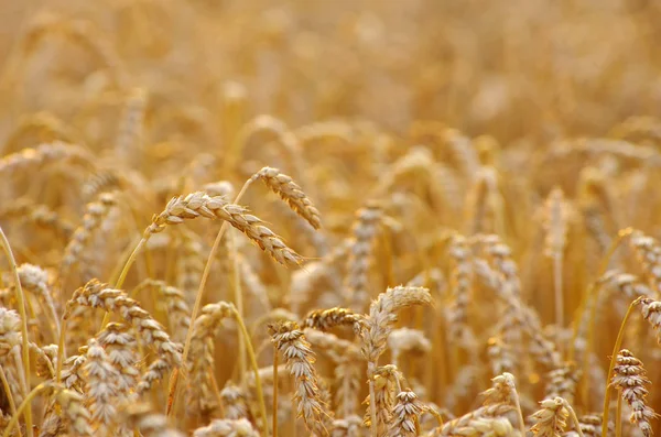 Wheat Field Ears Golden Wheat Close — Stock Photo, Image