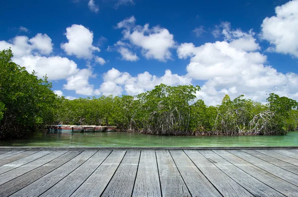 Мангровые Деревья Карибском Море — стоковое фото