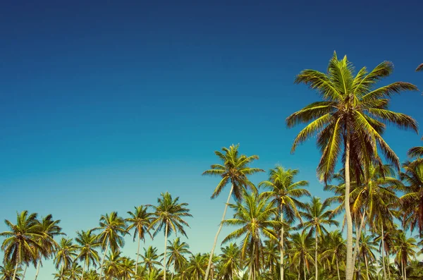 Palmiye Ağacı Üzerinde Sky — Stok fotoğraf
