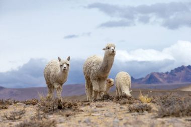 lamas in Andes,Mountains, Peru clipart