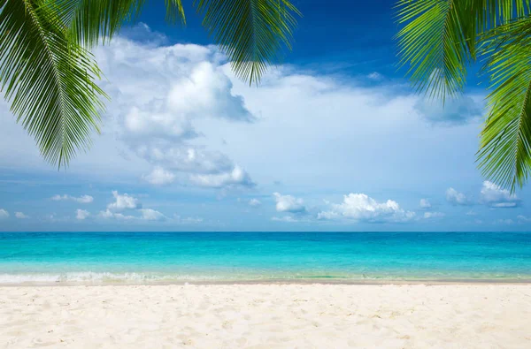 Plage Tropicale Avec Mer Propre Ciel Bleu Aux Maldives — Photo