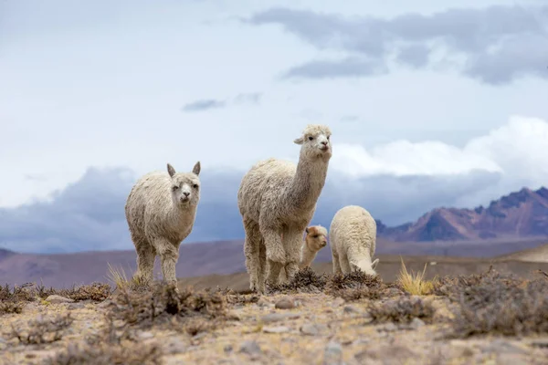 Λαμασ Στις Άνδεις Βουνά Περού — Φωτογραφία Αρχείου