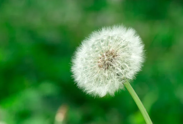 緑の草の背景にタンポポのクローズ アップ — ストック写真