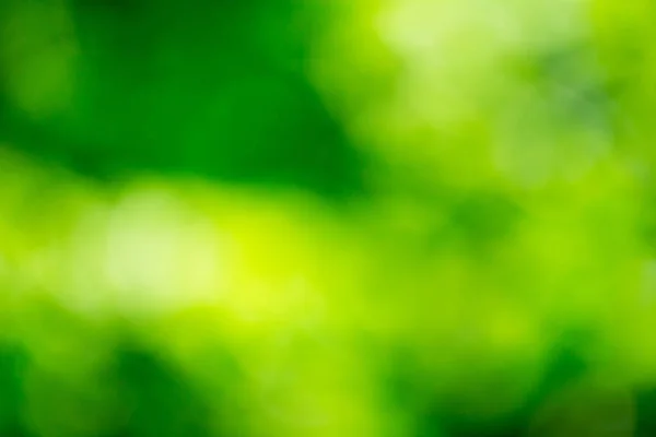 Gröna Bokeh Från Träd Grön Bakgrund — Stockfoto