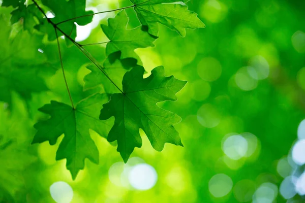 Zelená Listí Pozadí Slunečný Den — Stock fotografie