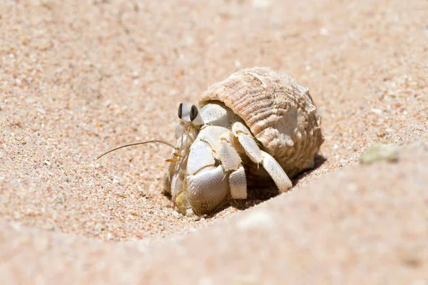 Gros Plan Crabe Ermite Dans Une Coquille Vis — Photo