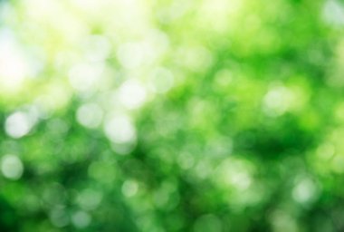 ağaç, yeşil arka plan yeşil bokeh