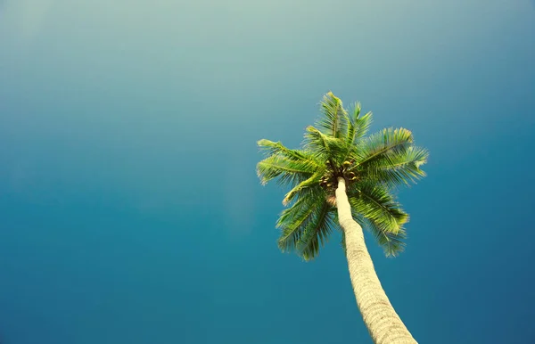 Tropisk Strand Med Palmträd Blå Himmel Maldiverna — Stockfoto