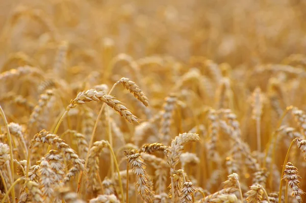 Close Golden Wheat Field Summer — Stock Photo, Image