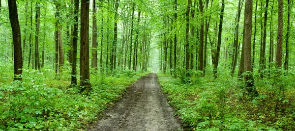 Крупным Планом Зеленого Леса Летом — стоковое фото
