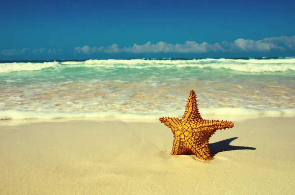 Estrella Mar Playa Con Océano Azul —  Fotos de Stock