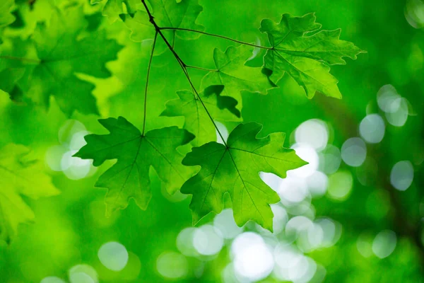 Green Maple Leaves Selective Focus — Stock Photo, Image
