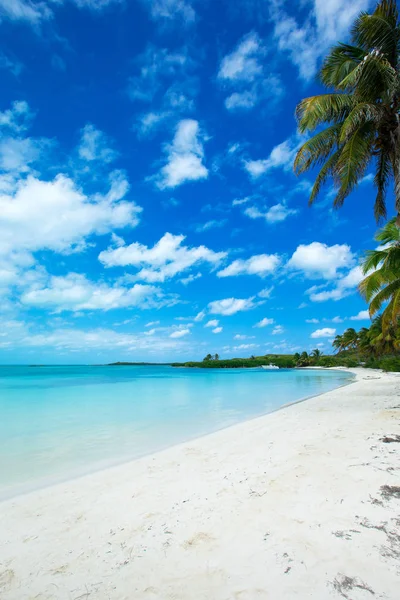 Palmbomen Wit Zandstrand — Stockfoto