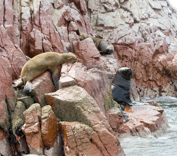 Bont Zeehonden Rusten Rotsen — Stockfoto