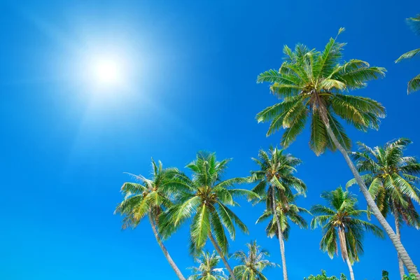 Low Angle Big Palm Trees Blue Sky — Stock Photo, Image