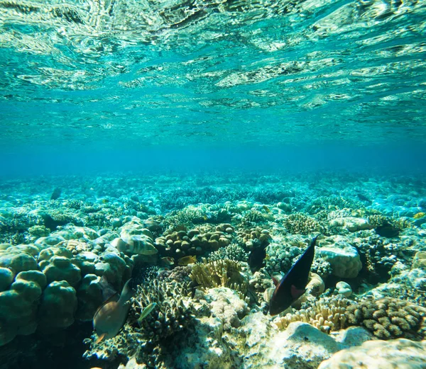 Scène Sous Marine Tranquille Avec Espace Copie — Photo