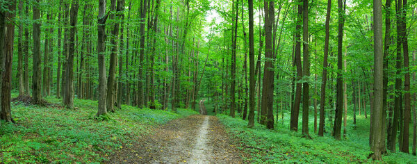 path in deep green forest