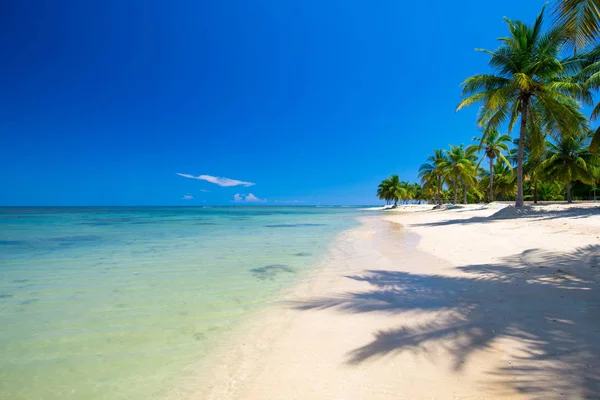 Palmy Białej Piaszczystej Plaży — Zdjęcie stockowe