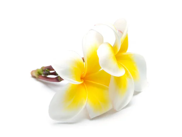 Frangipani Blomma Isolerad Vit Bakgrund — Stockfoto