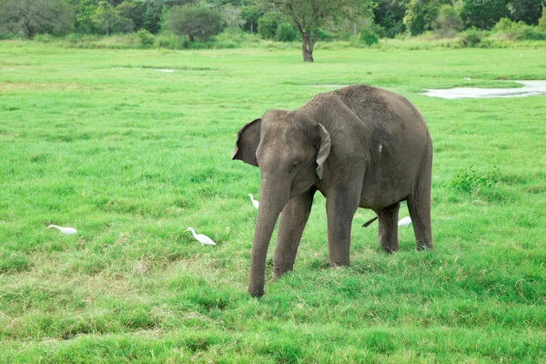 Elefante Joven Caminando Sobre Hierba Verde —  Fotos de Stock