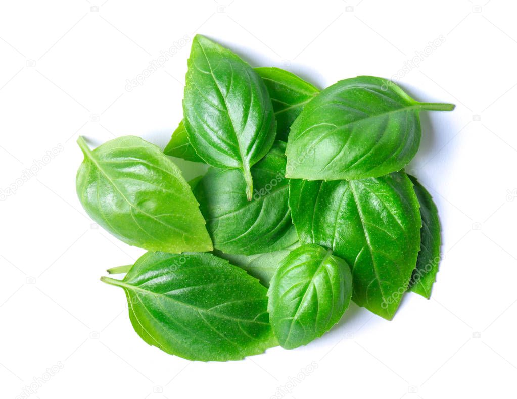 Green basil leaves isolated on white background