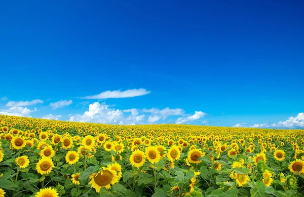 Céu Azul Bonito Com Nuvens Grande Campo Girassóis — Fotografia de Stock