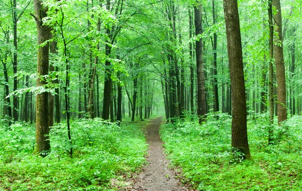 Wandelpad Diepgroene Bos — Stockfoto