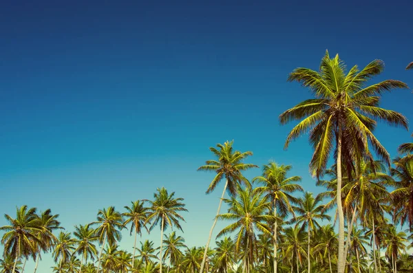 Grote Palmbomen Tegen Blauwe Hemel — Stockfoto