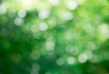 ağaç, yeşil arka plan yeşil bokeh