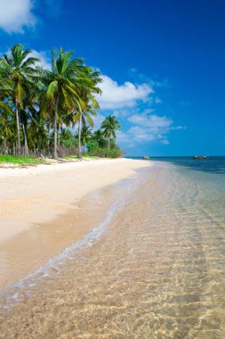 plaj ve tropikal deniz