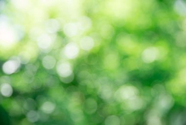 ağaç, yeşil arka plan yeşil bokeh
