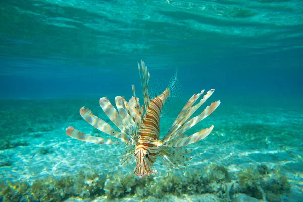 León Peces Nadando Bajo Agua —  Fotos de Stock