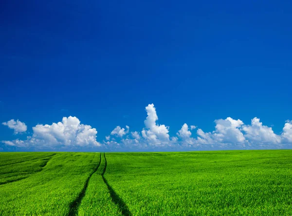 Grüne Wiese Mit Blauem Himmel — Stockfoto