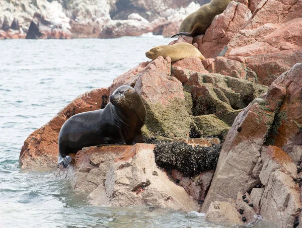 Fur seal rests on rock