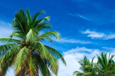 Mavi gökyüzüne karşı palmiye ağaçları, tropik kıyılarda palmiye ağaçları