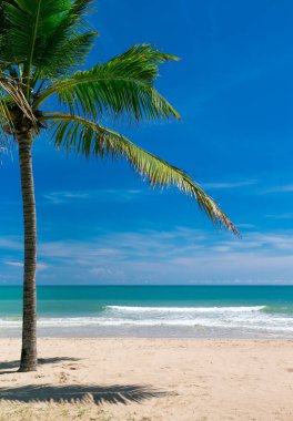 Sri Lanka 'da tropik bir sahil. Turizm için yaz tatili ve tatil kavramı.