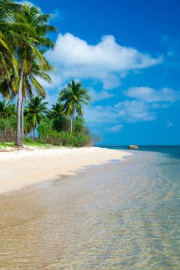 Sri Lanka 'da tropik bir sahil. Turizm için yaz tatili ve tatil kavramı.