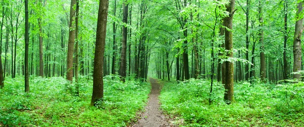 Ścieżka Zielonym Lesie Lecie — Zdjęcie stockowe