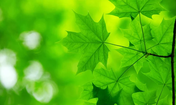 Green Maple Leaves Background Sunny Day — Stock Photo, Image